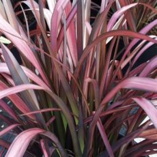 5023242393759 1 Phormium cookianum Flamingo.jpg
